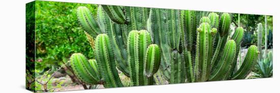 ¡Viva Mexico! Panoramic Collection - Cactus-Philippe Hugonnard-Stretched Canvas