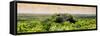 ¡Viva Mexico! Panoramic Collection - Calakmul in the Mexican Jungle at Sunset-Philippe Hugonnard-Framed Stretched Canvas