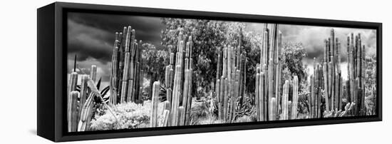 ¡Viva Mexico! Panoramic Collection - Cardon Cactus II-Philippe Hugonnard-Framed Stretched Canvas