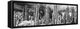 ¡Viva Mexico! Panoramic Collection - Cardon Cactus II-Philippe Hugonnard-Framed Stretched Canvas