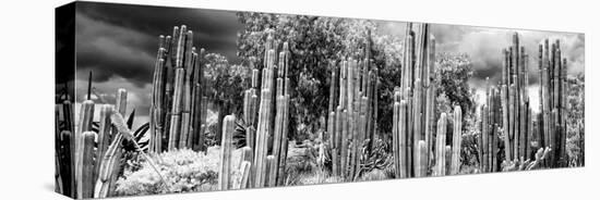 ¡Viva Mexico! Panoramic Collection - Cardon Cactus II-Philippe Hugonnard-Stretched Canvas