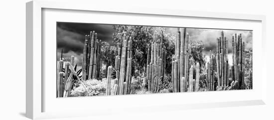 ¡Viva Mexico! Panoramic Collection - Cardon Cactus II-Philippe Hugonnard-Framed Photographic Print