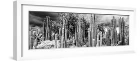 ¡Viva Mexico! Panoramic Collection - Cardon Cactus II-Philippe Hugonnard-Framed Photographic Print