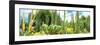 ¡Viva Mexico! Panoramic Collection - Cardon Cactus III-Philippe Hugonnard-Framed Photographic Print