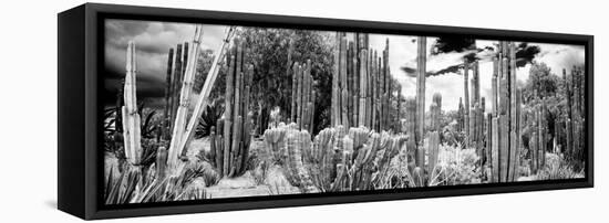 ¡Viva Mexico! Panoramic Collection - Cardon Cactus IV-Philippe Hugonnard-Framed Stretched Canvas