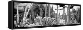 ¡Viva Mexico! Panoramic Collection - Cardon Cactus IV-Philippe Hugonnard-Framed Stretched Canvas