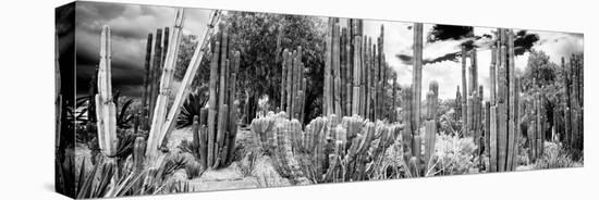 ¡Viva Mexico! Panoramic Collection - Cardon Cactus IV-Philippe Hugonnard-Stretched Canvas