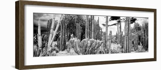 ¡Viva Mexico! Panoramic Collection - Cardon Cactus IV-Philippe Hugonnard-Framed Photographic Print