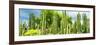 ¡Viva Mexico! Panoramic Collection - Cardon Cactus-Philippe Hugonnard-Framed Photographic Print