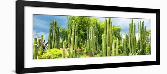 ¡Viva Mexico! Panoramic Collection - Cardon Cactus-Philippe Hugonnard-Framed Photographic Print