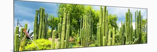 ¡Viva Mexico! Panoramic Collection - Cardon Cactus-Philippe Hugonnard-Mounted Photographic Print