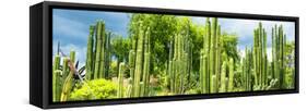 ¡Viva Mexico! Panoramic Collection - Cardon Cactus-Philippe Hugonnard-Framed Stretched Canvas