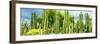 ¡Viva Mexico! Panoramic Collection - Cardon Cactus-Philippe Hugonnard-Framed Photographic Print