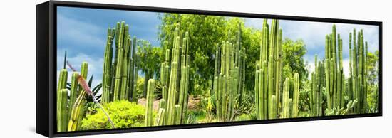 ¡Viva Mexico! Panoramic Collection - Cardon Cactus-Philippe Hugonnard-Framed Stretched Canvas