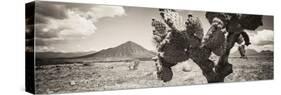 ¡Viva Mexico! Panoramic Collection - Desert Cactus I-Philippe Hugonnard-Stretched Canvas