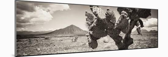 ¡Viva Mexico! Panoramic Collection - Desert Cactus I-Philippe Hugonnard-Mounted Photographic Print