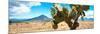 ¡Viva Mexico! Panoramic Collection - Desert Cactus II-Philippe Hugonnard-Mounted Photographic Print