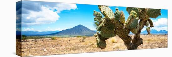 ¡Viva Mexico! Panoramic Collection - Desert Cactus II-Philippe Hugonnard-Stretched Canvas