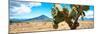 ¡Viva Mexico! Panoramic Collection - Desert Cactus II-Philippe Hugonnard-Mounted Photographic Print