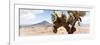 ¡Viva Mexico! Panoramic Collection - Desert Cactus III-Philippe Hugonnard-Framed Photographic Print