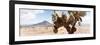 ¡Viva Mexico! Panoramic Collection - Desert Cactus III-Philippe Hugonnard-Framed Photographic Print