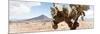 ¡Viva Mexico! Panoramic Collection - Desert Cactus III-Philippe Hugonnard-Mounted Photographic Print