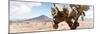 ¡Viva Mexico! Panoramic Collection - Desert Cactus III-Philippe Hugonnard-Mounted Photographic Print