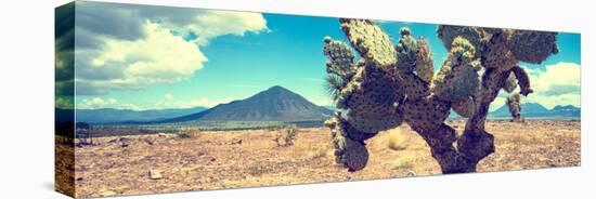 ¡Viva Mexico! Panoramic Collection - Desert Cactus IV-Philippe Hugonnard-Stretched Canvas