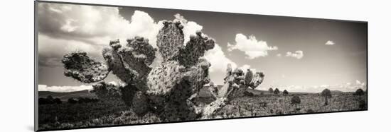 ¡Viva Mexico! Panoramic Collection - Desert Cactus V-Philippe Hugonnard-Mounted Photographic Print
