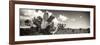 ¡Viva Mexico! Panoramic Collection - Desert Cactus V-Philippe Hugonnard-Framed Photographic Print