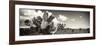 ¡Viva Mexico! Panoramic Collection - Desert Cactus V-Philippe Hugonnard-Framed Photographic Print