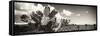 ¡Viva Mexico! Panoramic Collection - Desert Cactus V-Philippe Hugonnard-Framed Stretched Canvas