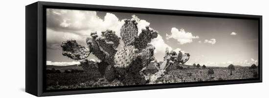 ¡Viva Mexico! Panoramic Collection - Desert Cactus V-Philippe Hugonnard-Framed Stretched Canvas