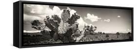 ¡Viva Mexico! Panoramic Collection - Desert Cactus V-Philippe Hugonnard-Framed Stretched Canvas