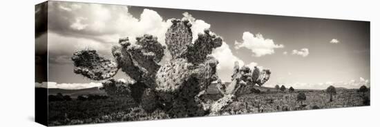 ¡Viva Mexico! Panoramic Collection - Desert Cactus V-Philippe Hugonnard-Stretched Canvas