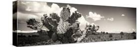 ¡Viva Mexico! Panoramic Collection - Desert Cactus V-Philippe Hugonnard-Stretched Canvas