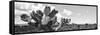 ¡Viva Mexico! Panoramic Collection - Desert Cactus VI-Philippe Hugonnard-Framed Stretched Canvas