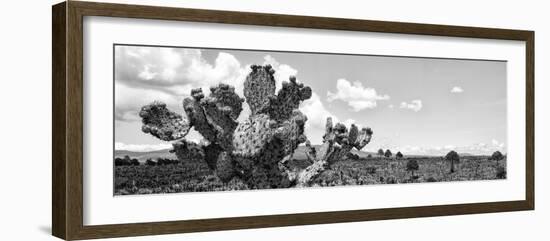 ¡Viva Mexico! Panoramic Collection - Desert Cactus VI-Philippe Hugonnard-Framed Photographic Print