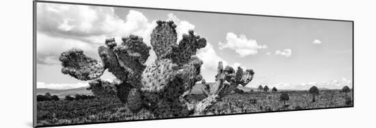 ¡Viva Mexico! Panoramic Collection - Desert Cactus VI-Philippe Hugonnard-Mounted Photographic Print