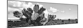 ¡Viva Mexico! Panoramic Collection - Desert Cactus VI-Philippe Hugonnard-Mounted Photographic Print