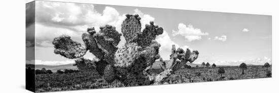 ¡Viva Mexico! Panoramic Collection - Desert Cactus VI-Philippe Hugonnard-Stretched Canvas