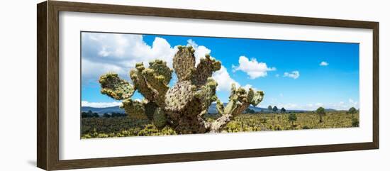 ¡Viva Mexico! Panoramic Collection - Desert Cactus VII-Philippe Hugonnard-Framed Photographic Print