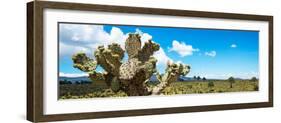 ¡Viva Mexico! Panoramic Collection - Desert Cactus VII-Philippe Hugonnard-Framed Photographic Print