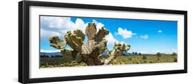 ¡Viva Mexico! Panoramic Collection - Desert Cactus VII-Philippe Hugonnard-Framed Photographic Print