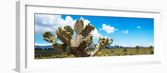 ¡Viva Mexico! Panoramic Collection - Desert Cactus VII-Philippe Hugonnard-Framed Photographic Print