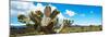 ¡Viva Mexico! Panoramic Collection - Desert Cactus VII-Philippe Hugonnard-Mounted Photographic Print
