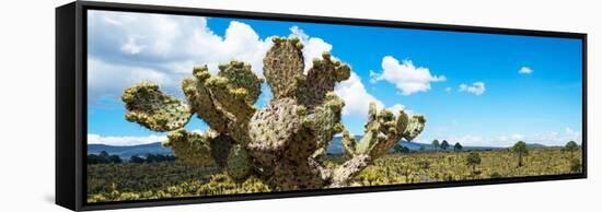¡Viva Mexico! Panoramic Collection - Desert Cactus VII-Philippe Hugonnard-Framed Stretched Canvas