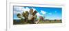 ¡Viva Mexico! Panoramic Collection - Desert Cactus VII-Philippe Hugonnard-Framed Photographic Print