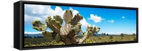 ¡Viva Mexico! Panoramic Collection - Desert Cactus VII-Philippe Hugonnard-Framed Stretched Canvas