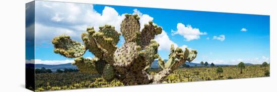 ¡Viva Mexico! Panoramic Collection - Desert Cactus VII-Philippe Hugonnard-Stretched Canvas